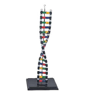 DNA model schematu