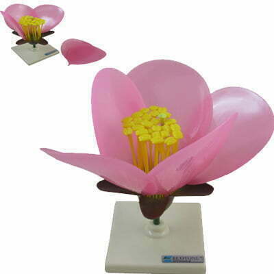 Kwiat brzoskwini model