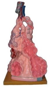 Budowa płuc struktura wewnętrzna model