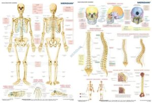 szkielet człowieka układ plansza plakat