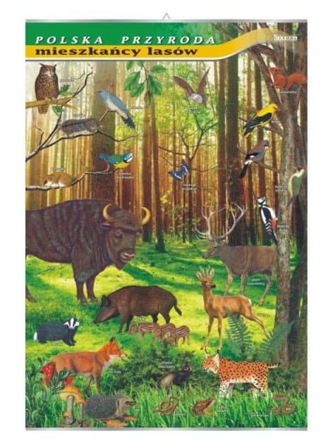 Mieszkańcy lasów tablica przyroda plansza plakat