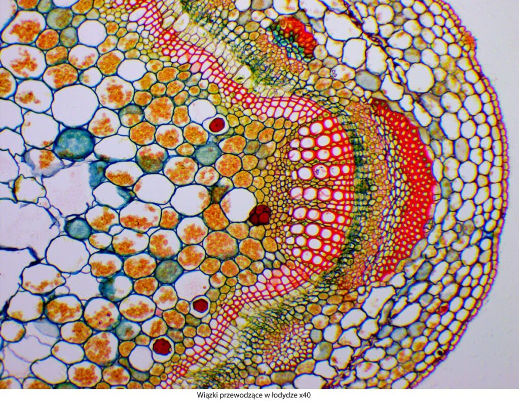 Mikroskop Delta Optical Genetic