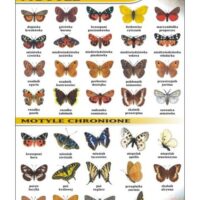 Motyle tablica przyroda plansza plakat