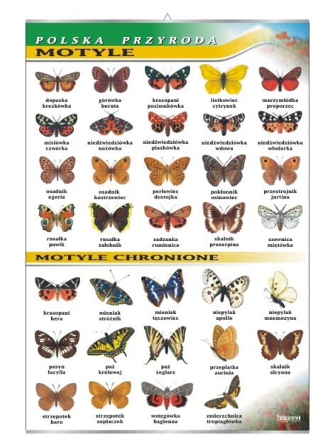 Motyle tablica przyroda plansza plakat