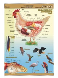 Ptaki budowa anatomiczna zoologia plansza plakat