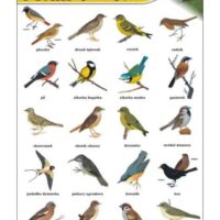 Ptaki śpiewające tablica przyroda plansza plakat