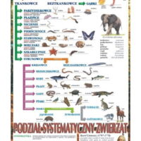 Systematyka zwierząt zoologia plansza plakat