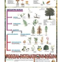 Systematyka roślin botanika plansza plakat