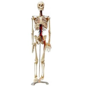 Szkielet człowieka 85 cm z nerwami i arteriami.