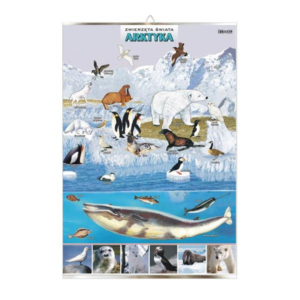 Arktyka zwierzęta plansza plakat