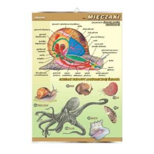 Mięczaki budowa anatomiczna zoologia plansza plakat