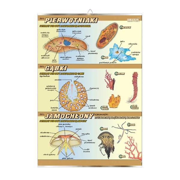 Pierwotniaki gąbki jamochłony budowa anatomiczna zoologia plansza plakat