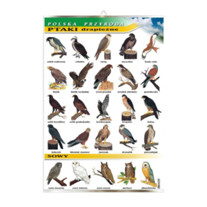 Ptaki drapieżne tablica przyroda plansza plakat