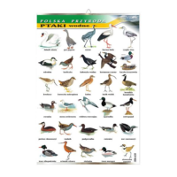 Ptaki wodne tablica przyroda plansza plakat