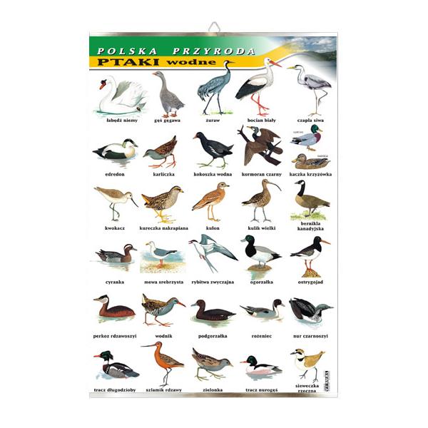 Ptaki wodne tablica przyroda plansza plakat