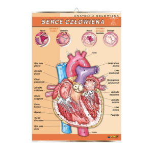 Serce człowieka anatomia plansza plakat