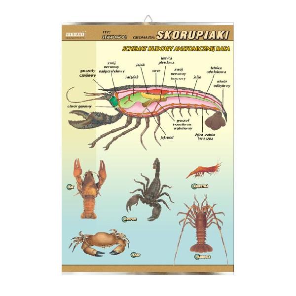 Skorupiaki budowa anatomiczna zoologia plansza plakat