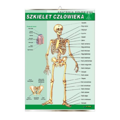 Szkielet człowieka anatomia plansza plakat
