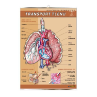Transport tlenu anatomia plansza plakat
