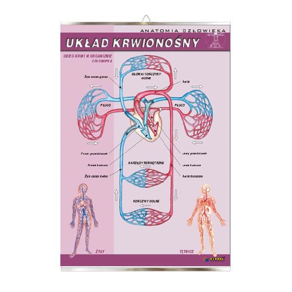 Układ krwionośny anatomia plansza plakat