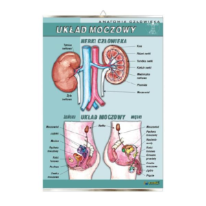 Układ moczowy anatomia plansza plakat