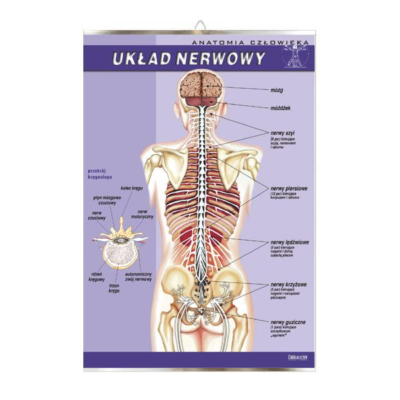 Układ nerwowy anatomia plansza plakat