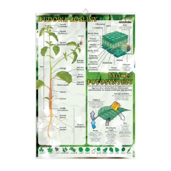 Budowa rośliny, proces fotosyntezy botanika plansza plakat
