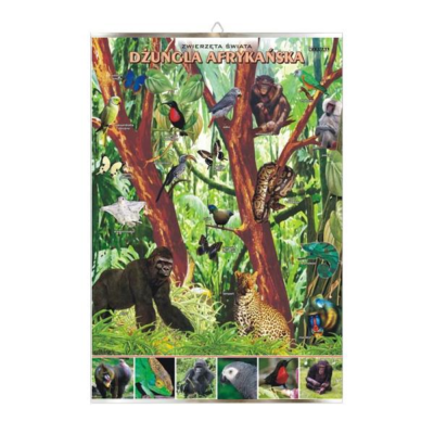 Dżungla afrykańska zwierzęta plansza plakat
