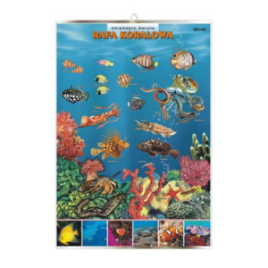 Ekosystem morza ciepłego Rafa koralowa zwierzęta plansza plakat