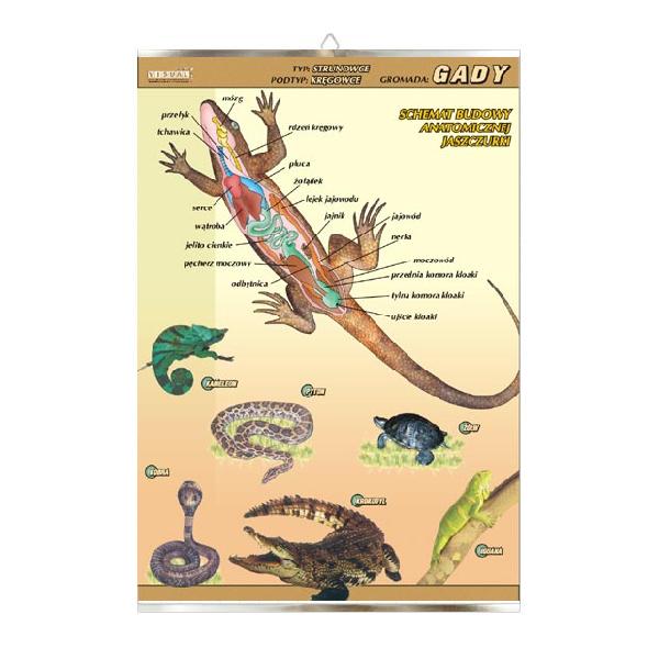 Gady budowa anatomiczna zoologia plansza plakat