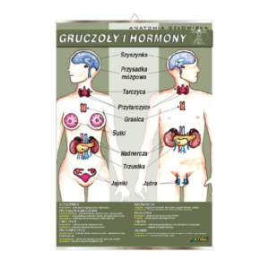 Gruczoły i hormony anatomia plansza plakat