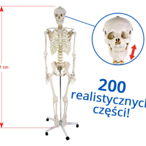 Szkielet człowieka 181 cm