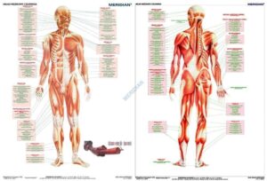 układ mięśniowy człowieka plansza plakat