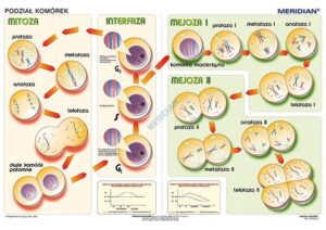 Podział komórek