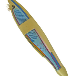 Lancetnik model lancetnika