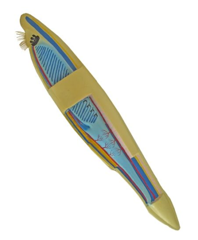 Lancetnik model lancetnika