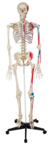 Szkielet człowieka 181 cm model z mięśniami