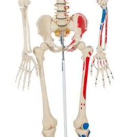 Szkielet człowieka 181 cm model z mięśniami