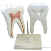 Zęby trzonowe model