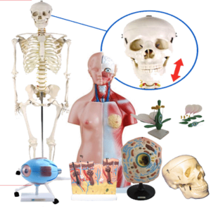 Modele anatomiczne
