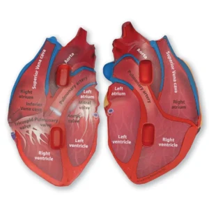 Serce Model serca przekrojowy z pianki anatomia