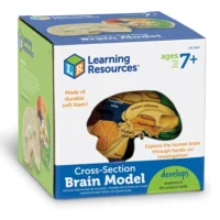Mózg model mózgu z pianki anatomia