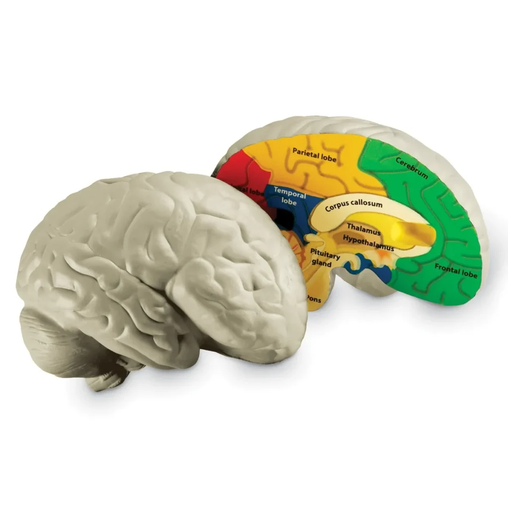 Mózg model mózgu z pianki anatomia