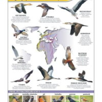 Migracje ptaków tablica przyroda plansza plakat